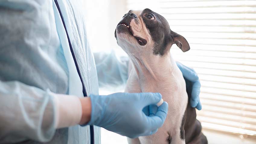 how much do dogs shots cost
