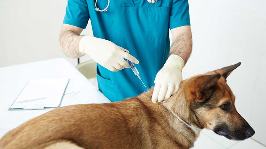 how often to vaccinate dogs & cats