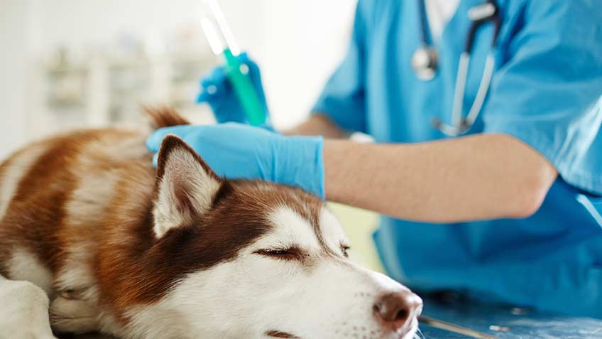 can you get allergy shots for dogs