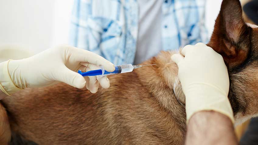 how often do dogs need rabies shots