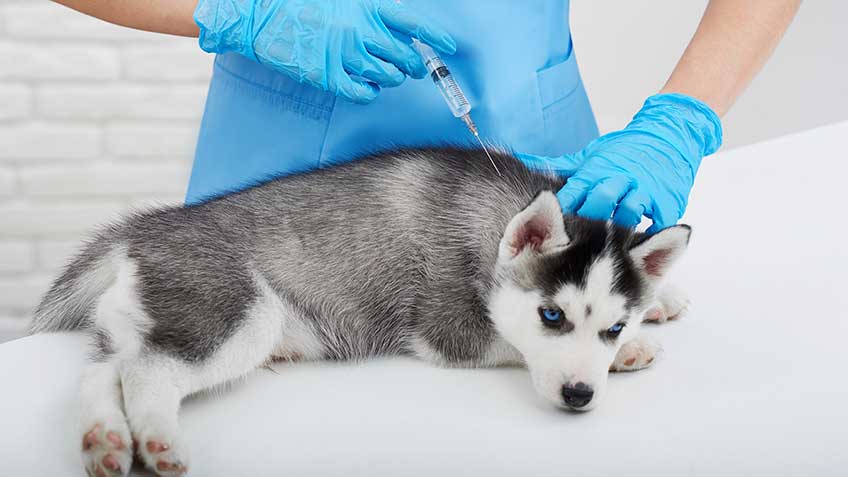 how to give a dog an insulin shot