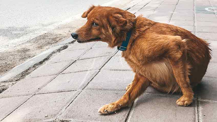 how to tell if your dog has fleas