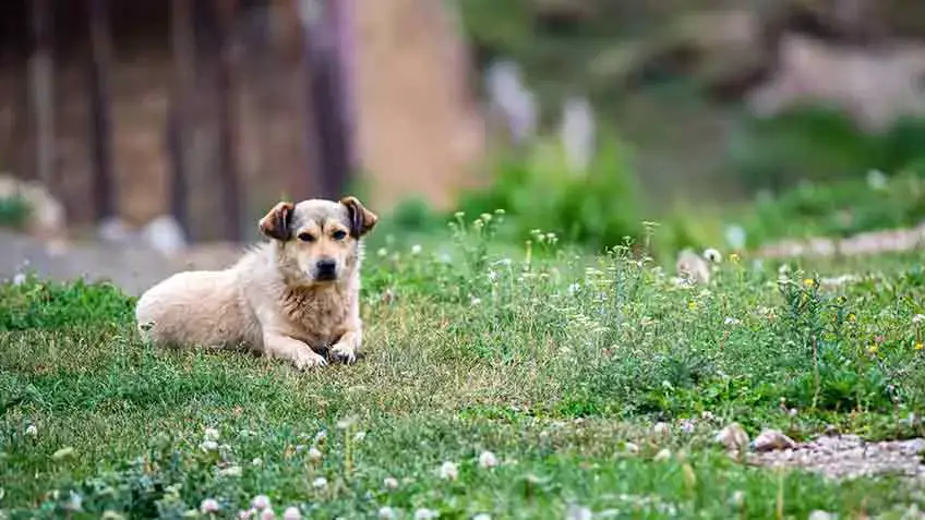 8 Easy Ways] - How to Keep a Dog From Pooping in Your Yard