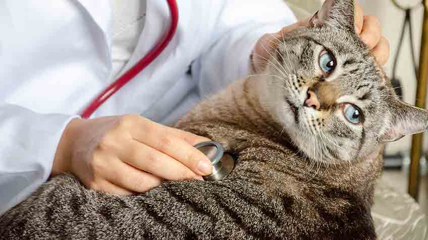 what is a heart murmur in cats