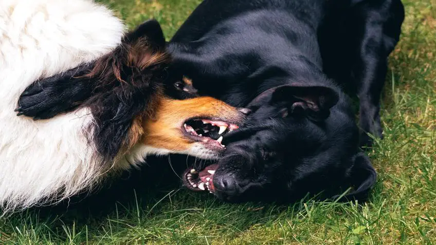how to handle aggression in dogs